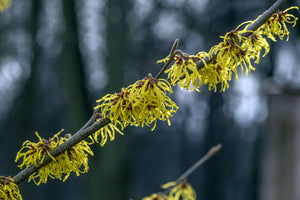 Witch Hazel: The Ultimate Skincare Solution for Summer and Beyond