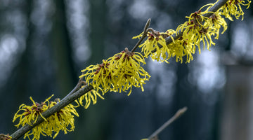 Witch Hazel: The Ultimate Skincare Solution for Summer and Beyond