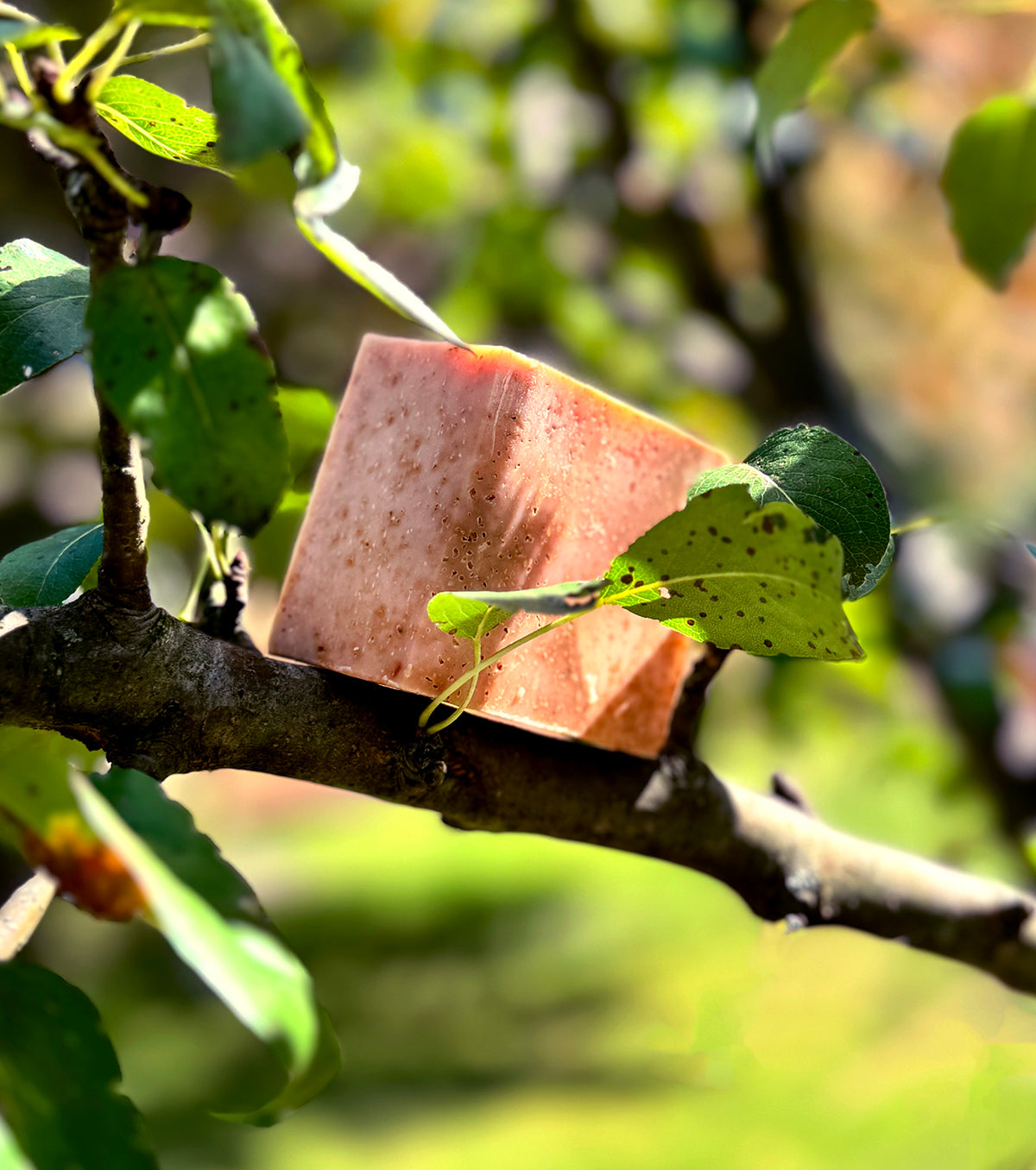 Apple Crisp Soap